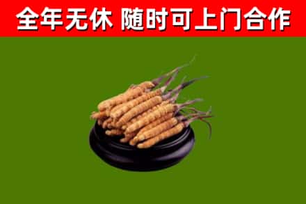 上蔡烟酒回收冬虫夏草.jpg